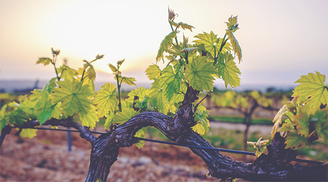 Our Full Bordeaux En Primeur 2022 Report
