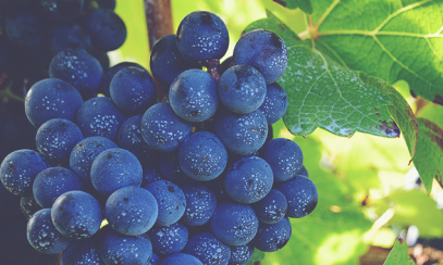 Bordeaux En Primeur